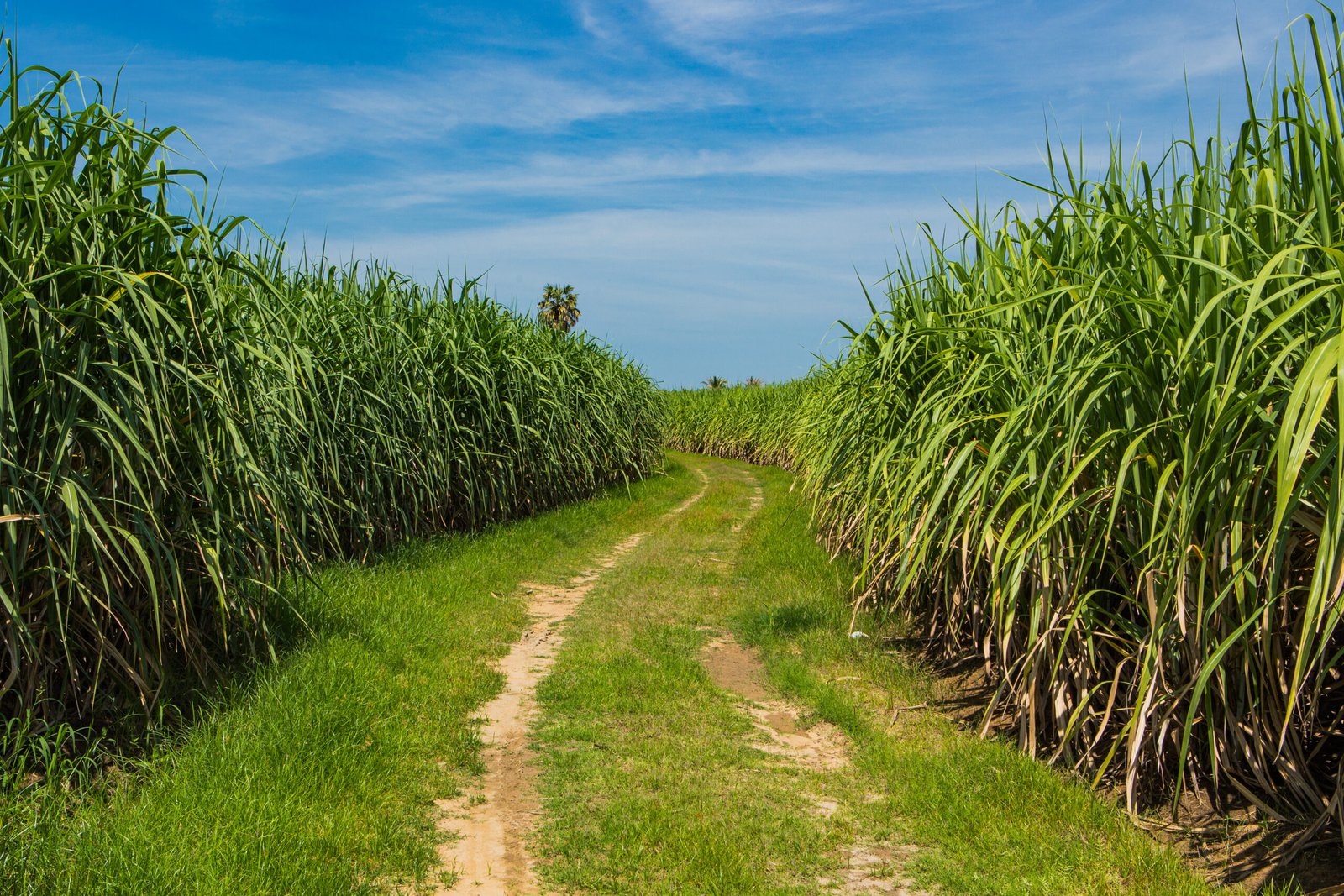 sugarcane field in blue sky and white cloud in thailand